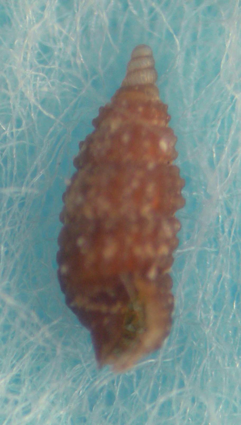 Cerithiopsis micali